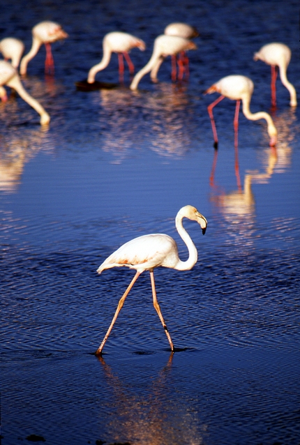 Zulu flamingoes
